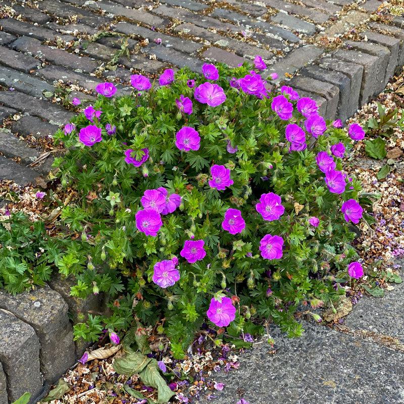 Geranium Sanguineum 'max Frei' - View 10 from www redcrocus com