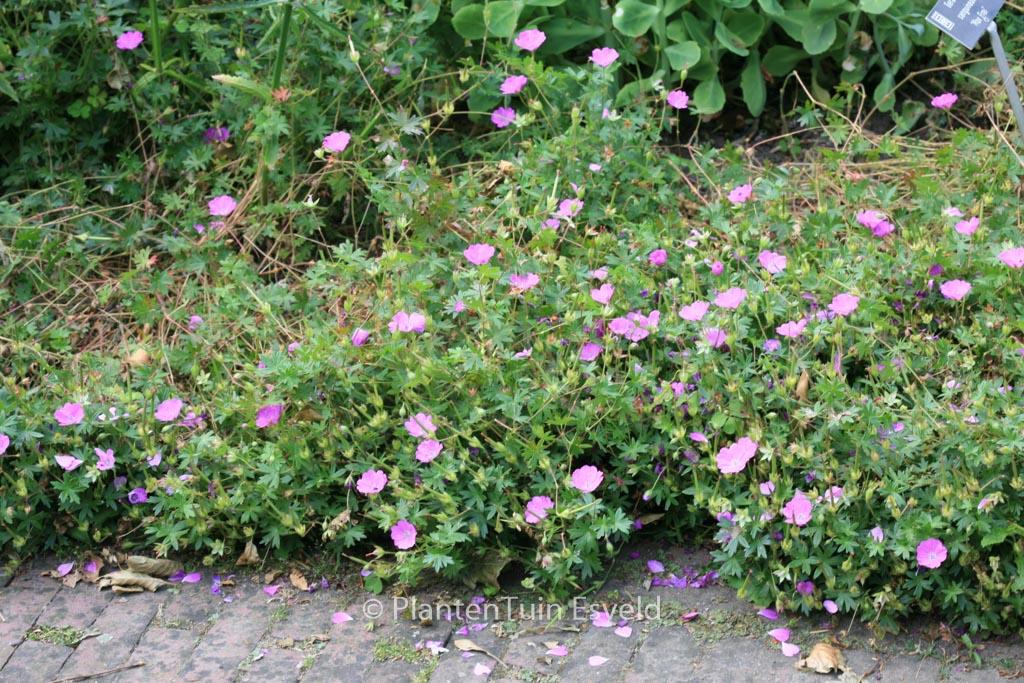 Geranium Sanguineum 'max Frei' - View 11 from www redcrocus com