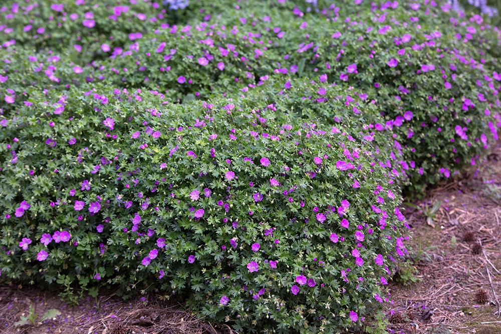 Geranium Sanguineum 'max Frei' - View 12 from www redcrocus com