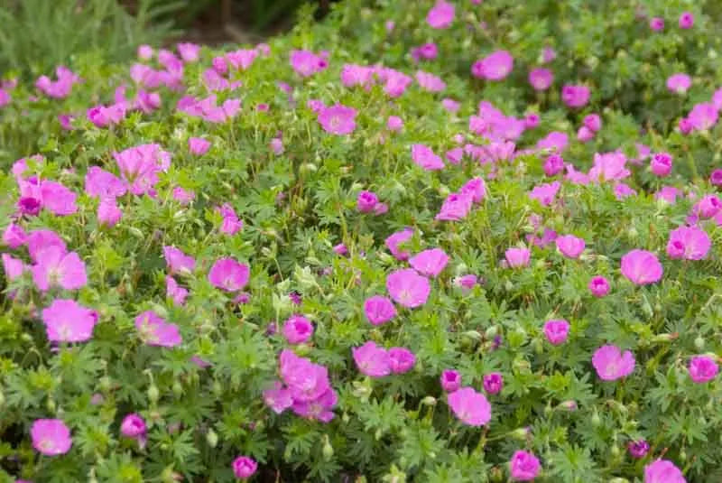 Geranium Sanguineum 'max Frei' - View 13 from www redcrocus com