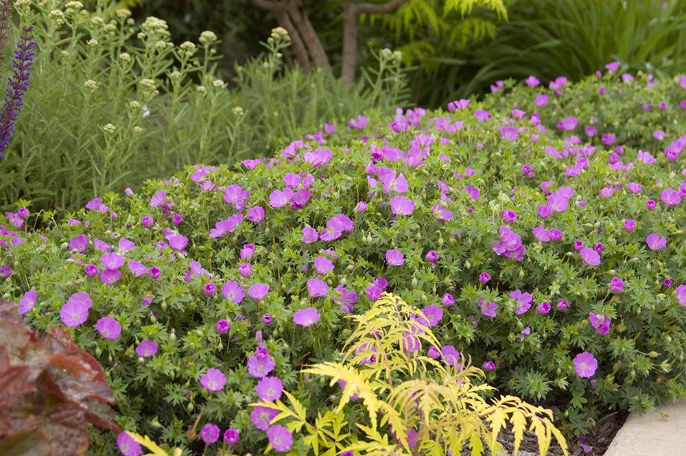 Geranium Sanguineum 'max Frei' - View 14 from www redcrocus com