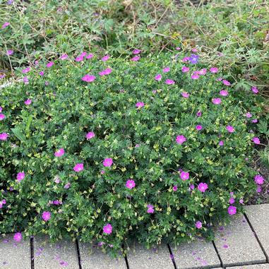 Geranium Sanguineum 'max Frei' - View 16 from www redcrocus com