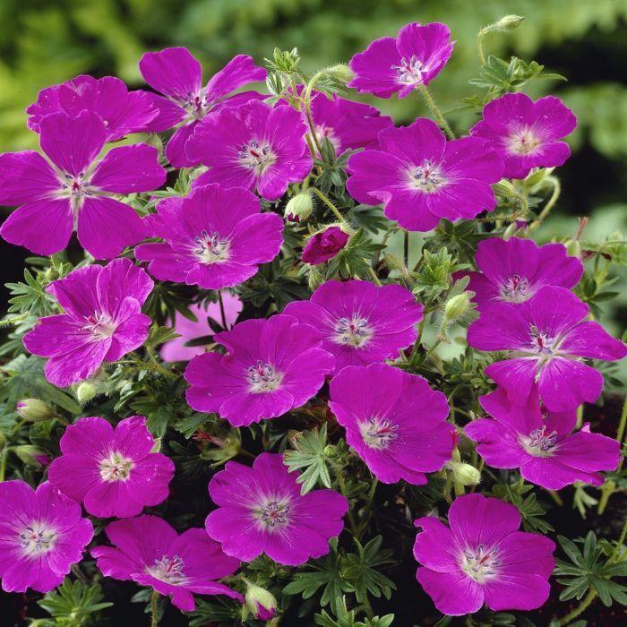 Geranium Sanguineum 'max Frei' - View 17 from www redcrocus com
