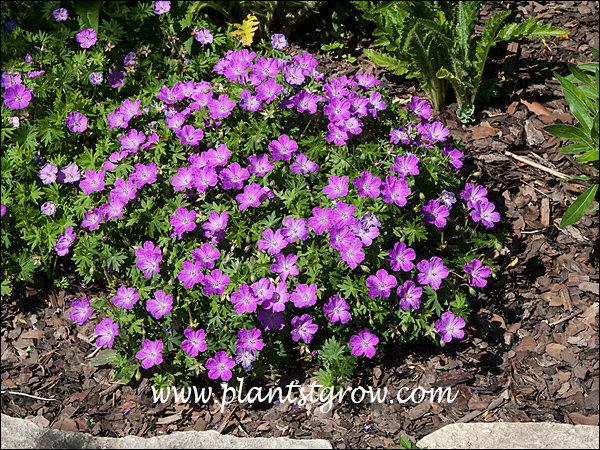 Geranium Sanguineum 'max Frei' - View 18 from www redcrocus com