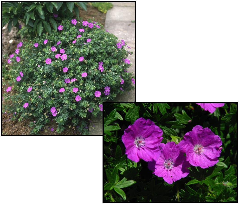 Geranium Sanguineum 'max Frei' - View 19 from www redcrocus com