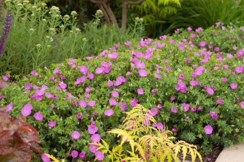 Geranium Sanguineum 'max Frei' - View 1 from www redcrocus com
