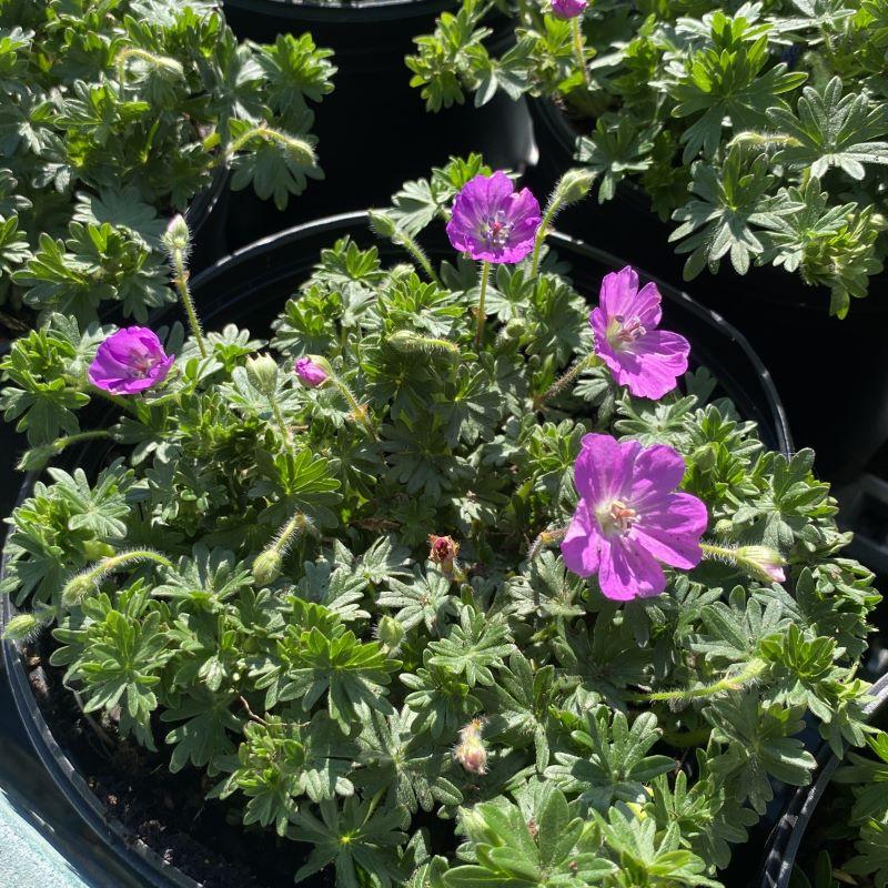 Geranium Sanguineum 'max Frei' - View 21 from www redcrocus com