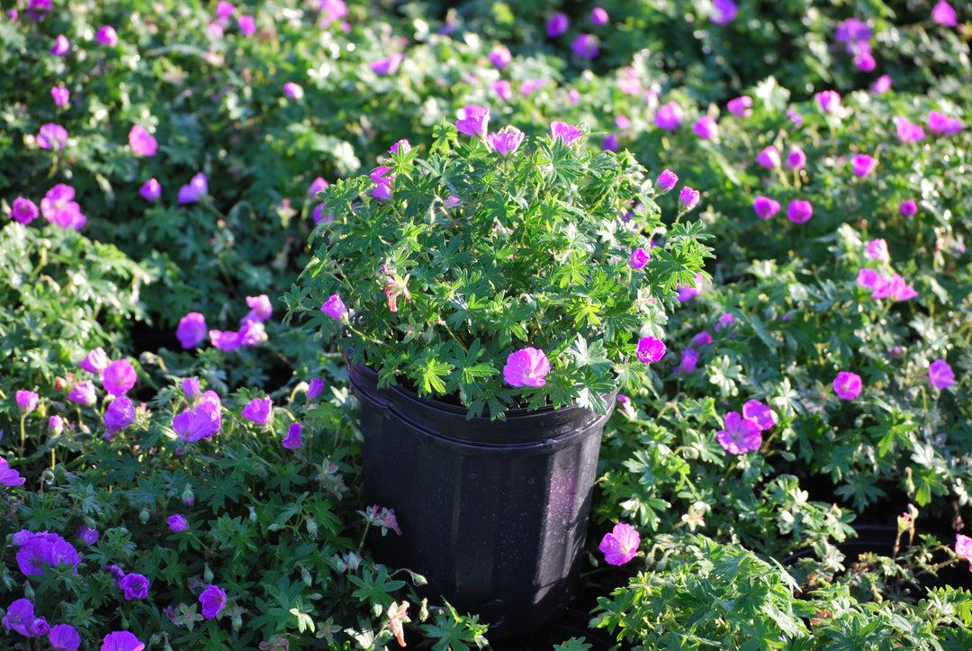 Geranium Sanguineum 'max Frei' - View 22 from www redcrocus com