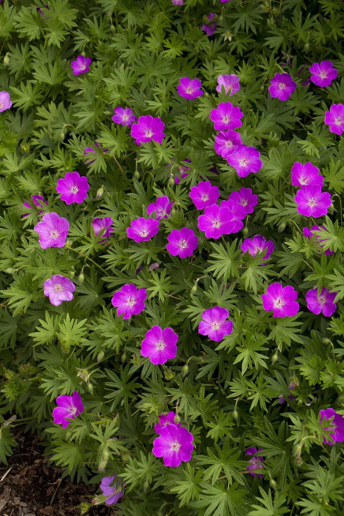 Geranium Sanguineum 'max Frei' - View 23 from www redcrocus com