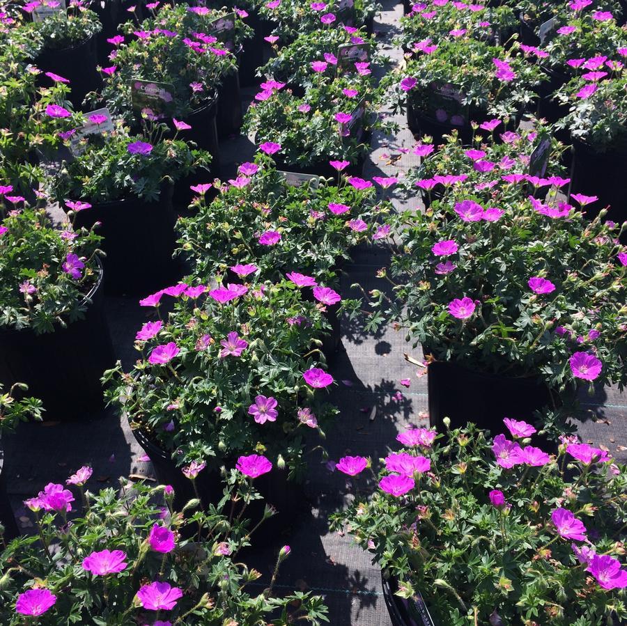 Geranium Sanguineum 'max Frei' - View 24 from www redcrocus com