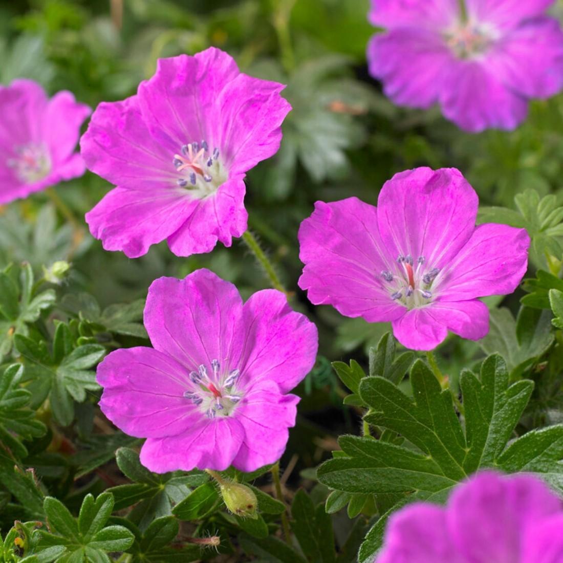 Geranium Sanguineum 'max Frei' - View 25 from www redcrocus com