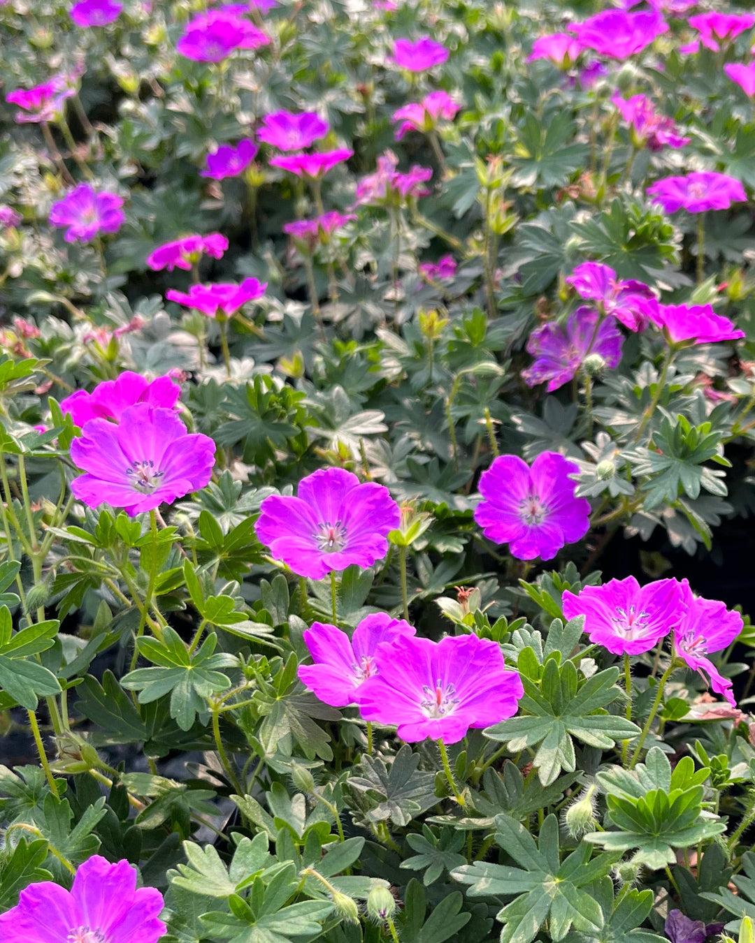 Geranium Sanguineum 'max Frei' - View 26 from www redcrocus com