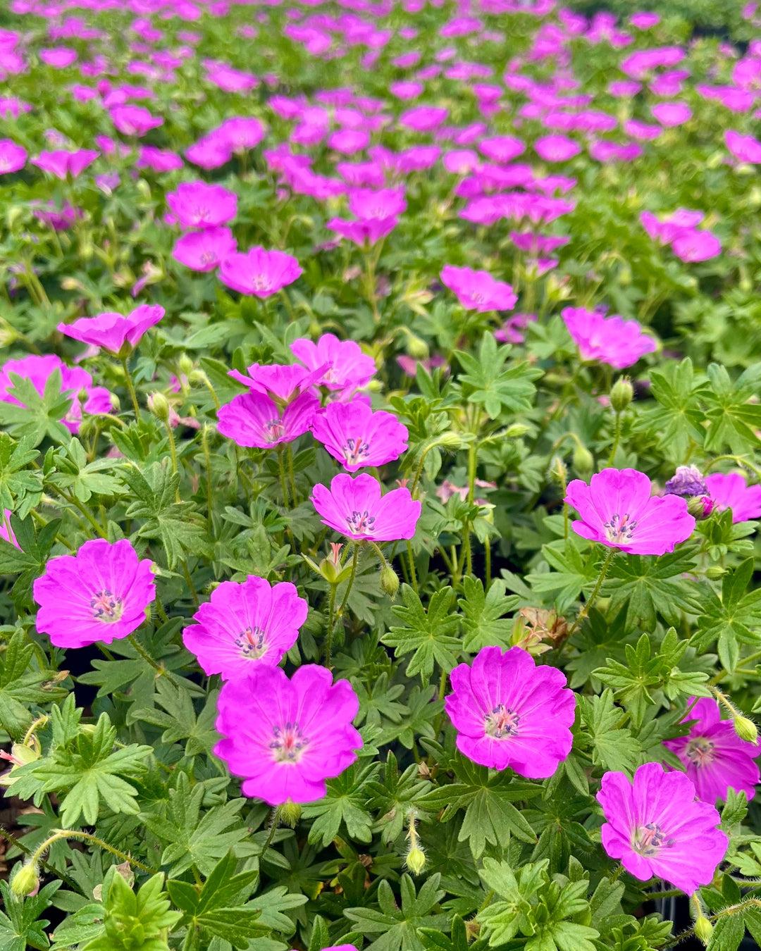 Geranium Sanguineum 'max Frei' - View 27 from www redcrocus com