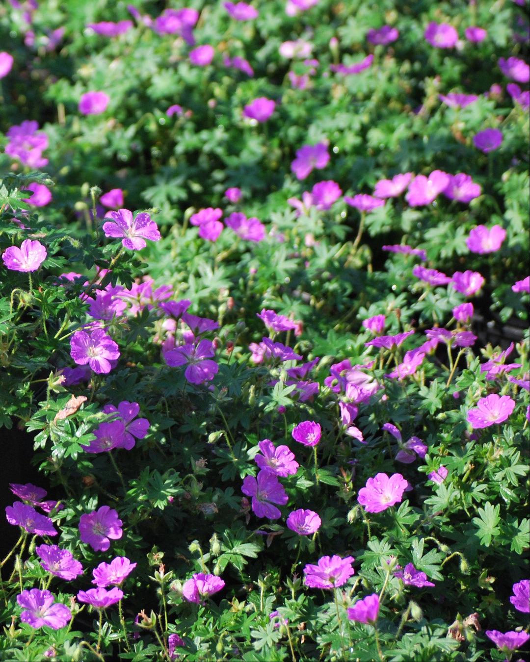 Geranium Sanguineum 'max Frei' - View 28 from www redcrocus com