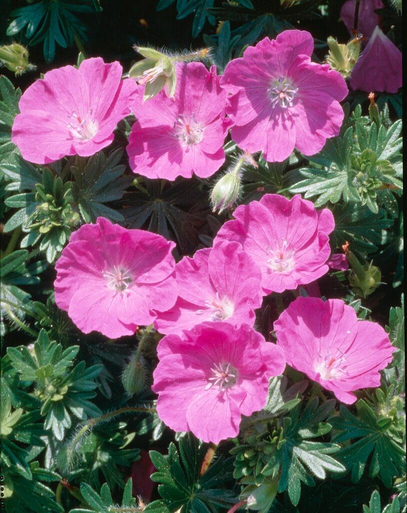 Geranium Sanguineum 'max Frei' - View 29 from www redcrocus com