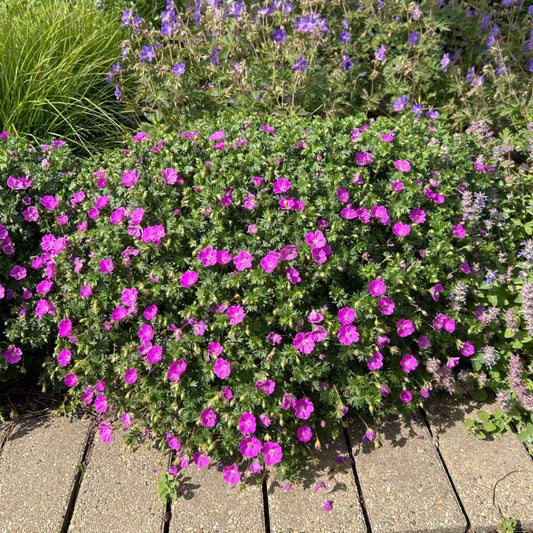 Geranium Sanguineum 'max Frei' - View 2 from www redcrocus com