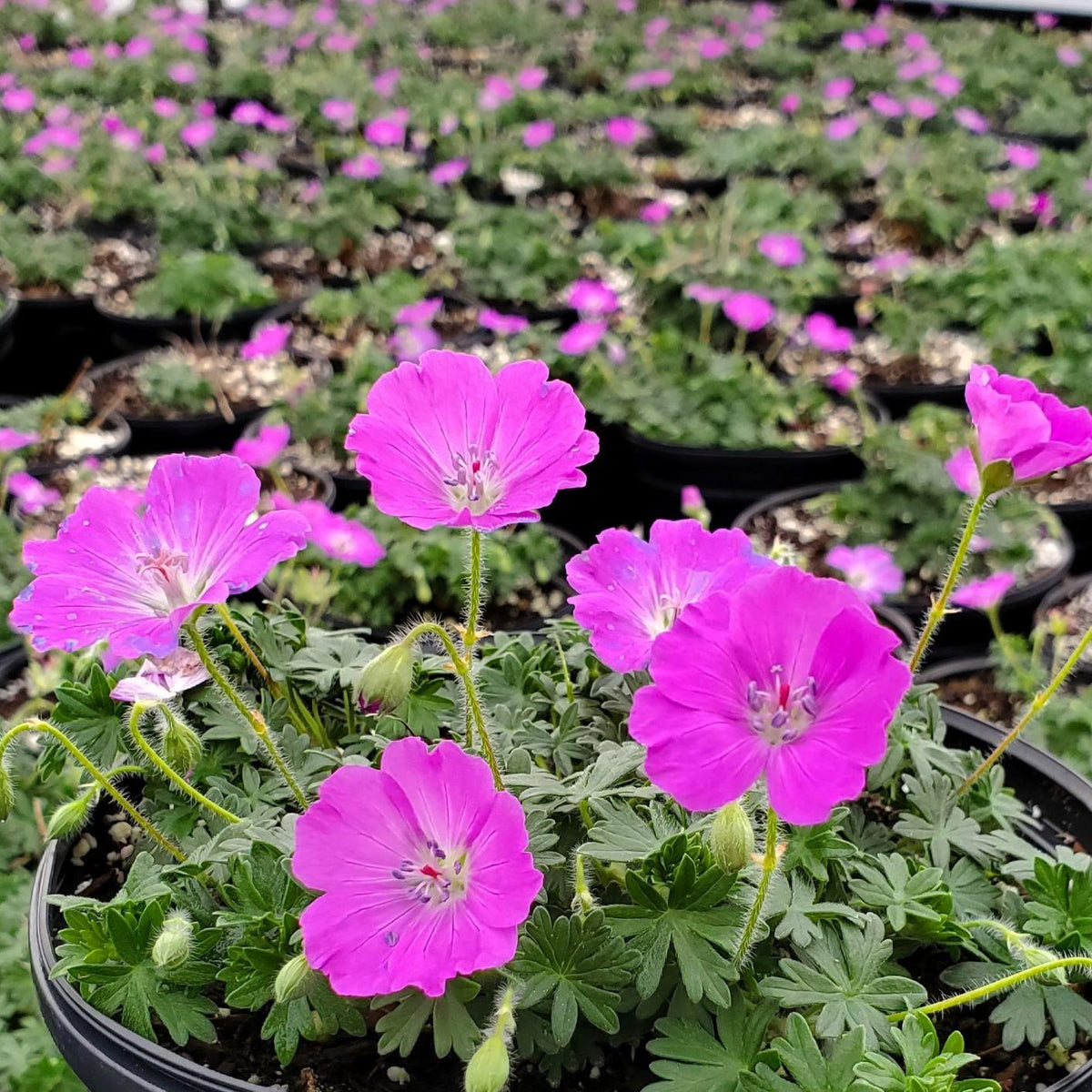 Geranium Sanguineum 'max Frei' - View 30 from www redcrocus com
