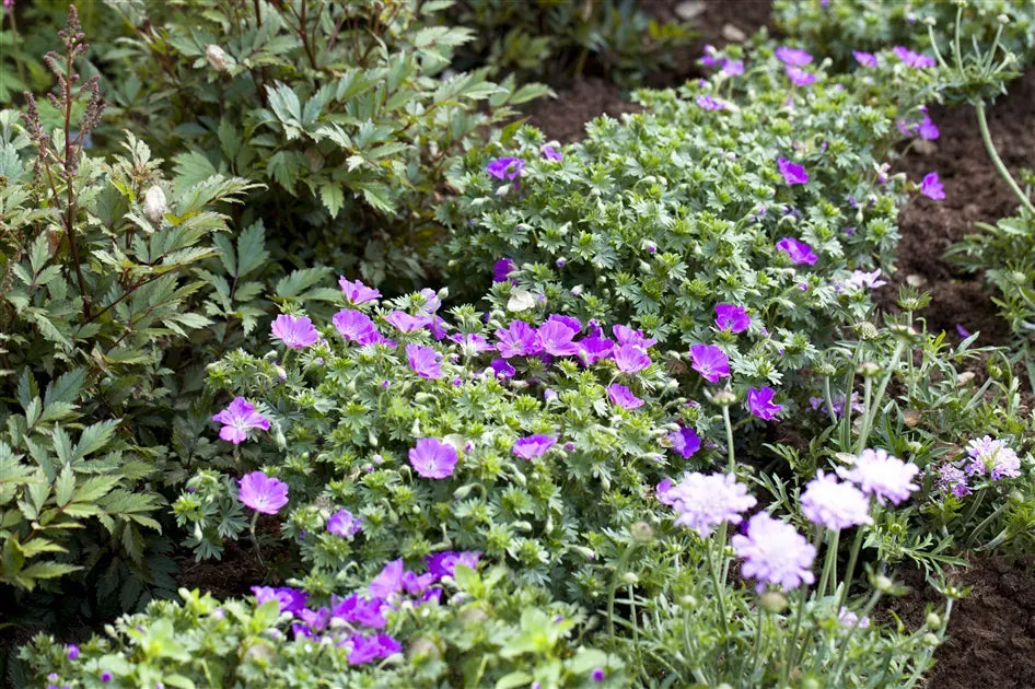 Geranium Sanguineum 'max Frei' - View 32 from www redcrocus com