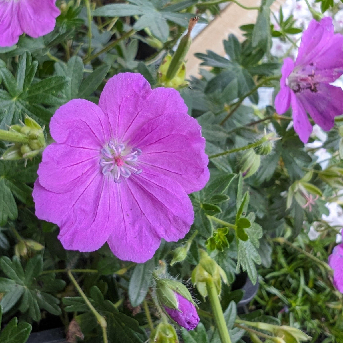 Geranium Sanguineum 'max Frei' - View 33 from www redcrocus com