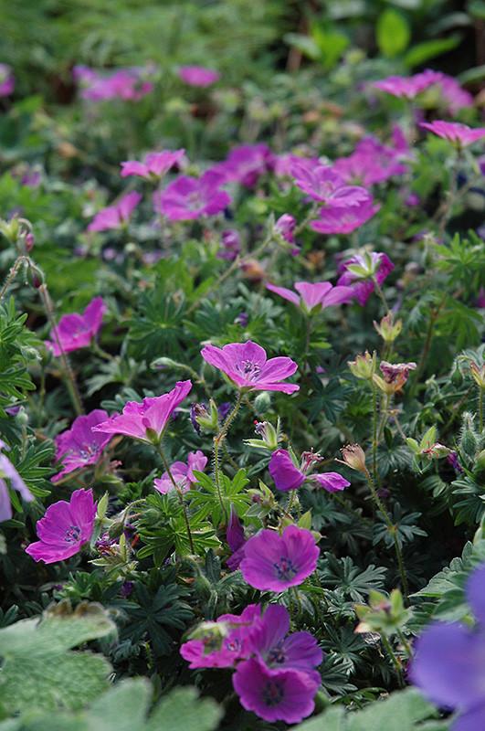 Geranium Sanguineum 'max Frei' - View 34 from www redcrocus com