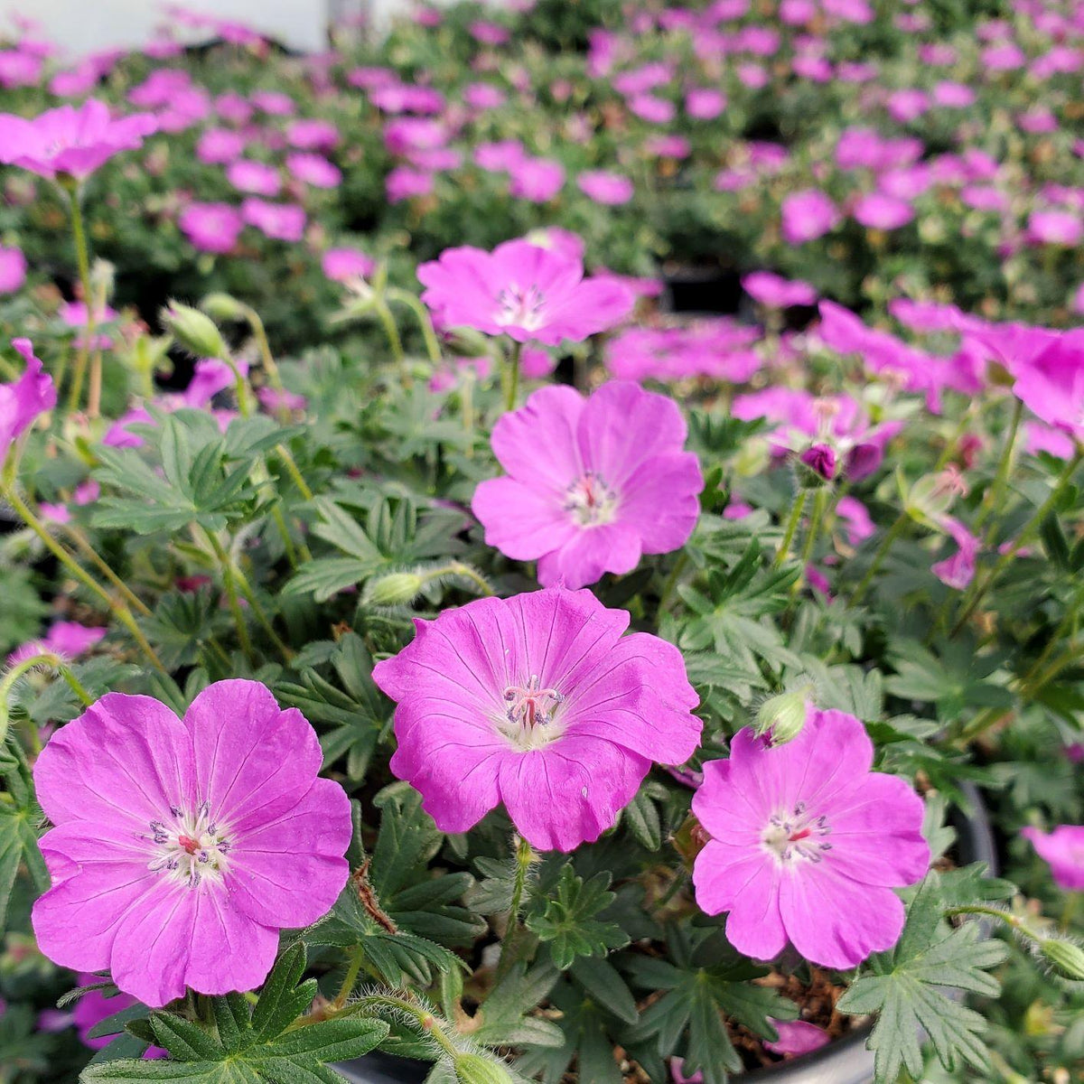 Geranium Sanguineum 'max Frei' - View 35 from www redcrocus com