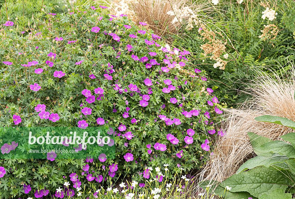 Geranium Sanguineum 'max Frei' - View 37 from www redcrocus com