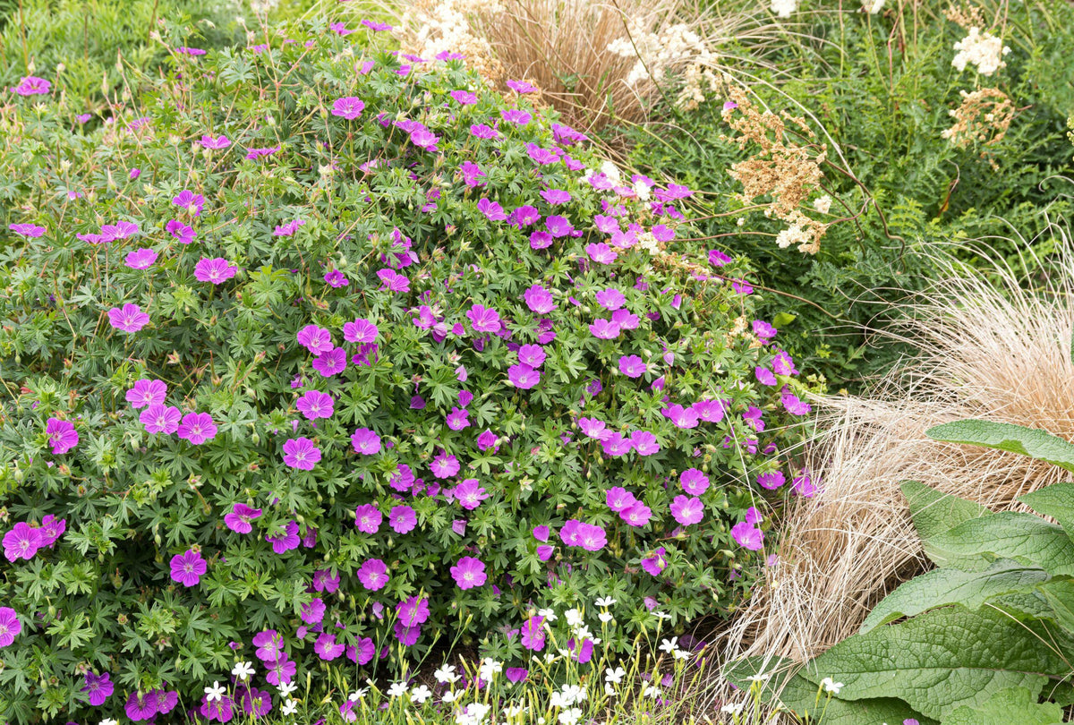 Geranium Sanguineum 'max Frei' - View 38 from www redcrocus com
