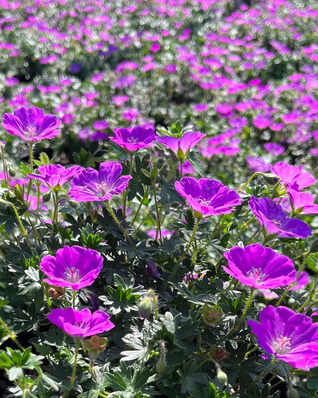 Geranium Sanguineum 'max Frei' - View 39 from www redcrocus com