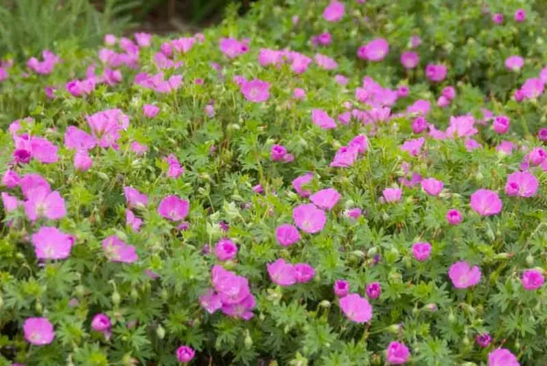 Geranium Sanguineum 'max Frei' - View 3 from www redcrocus com