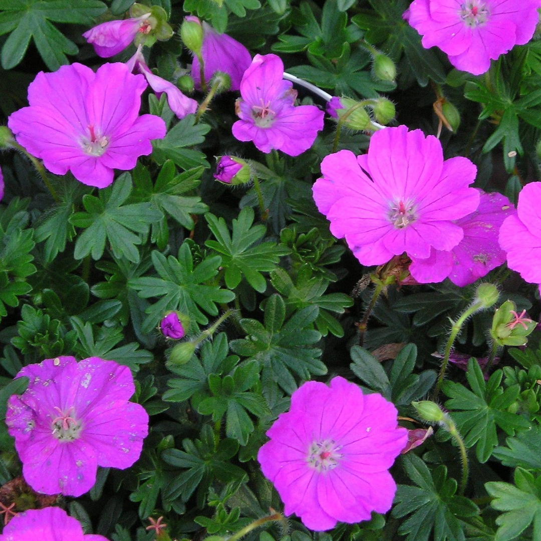 Geranium Sanguineum 'max Frei' - View 40 from www redcrocus com