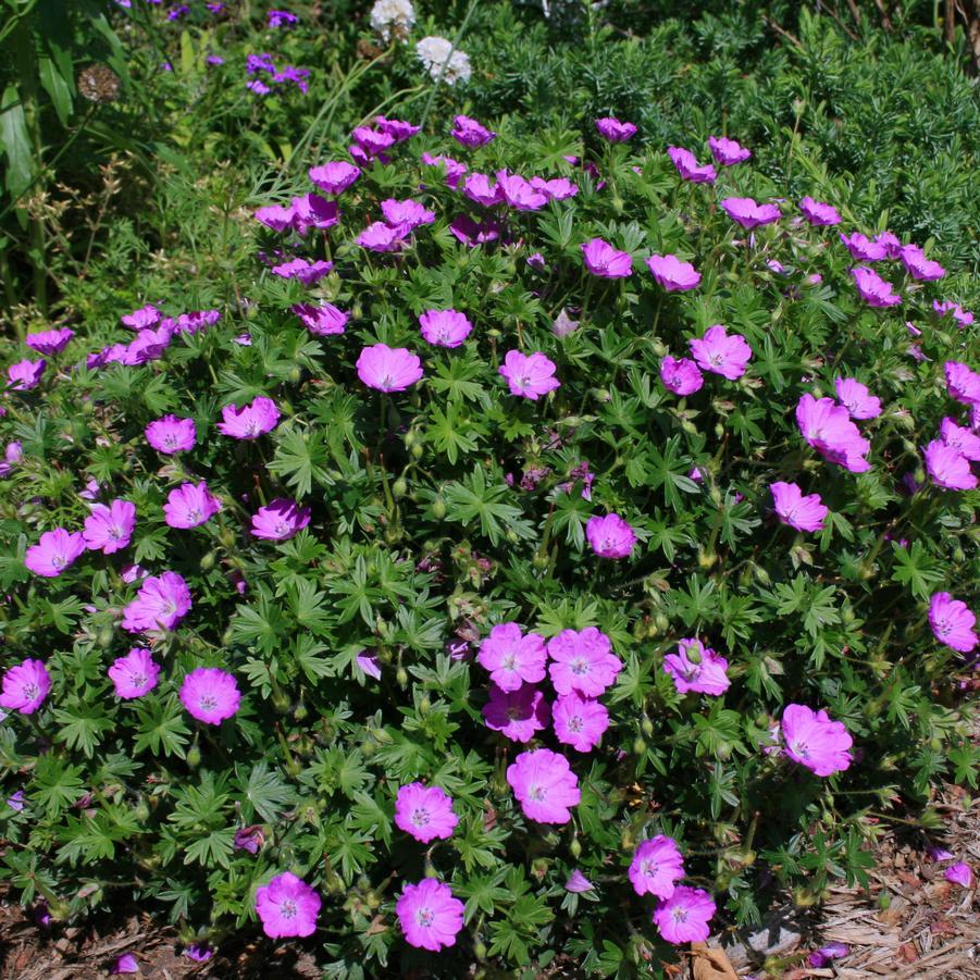 Geranium Sanguineum 'max Frei' - View 4 from www redcrocus com