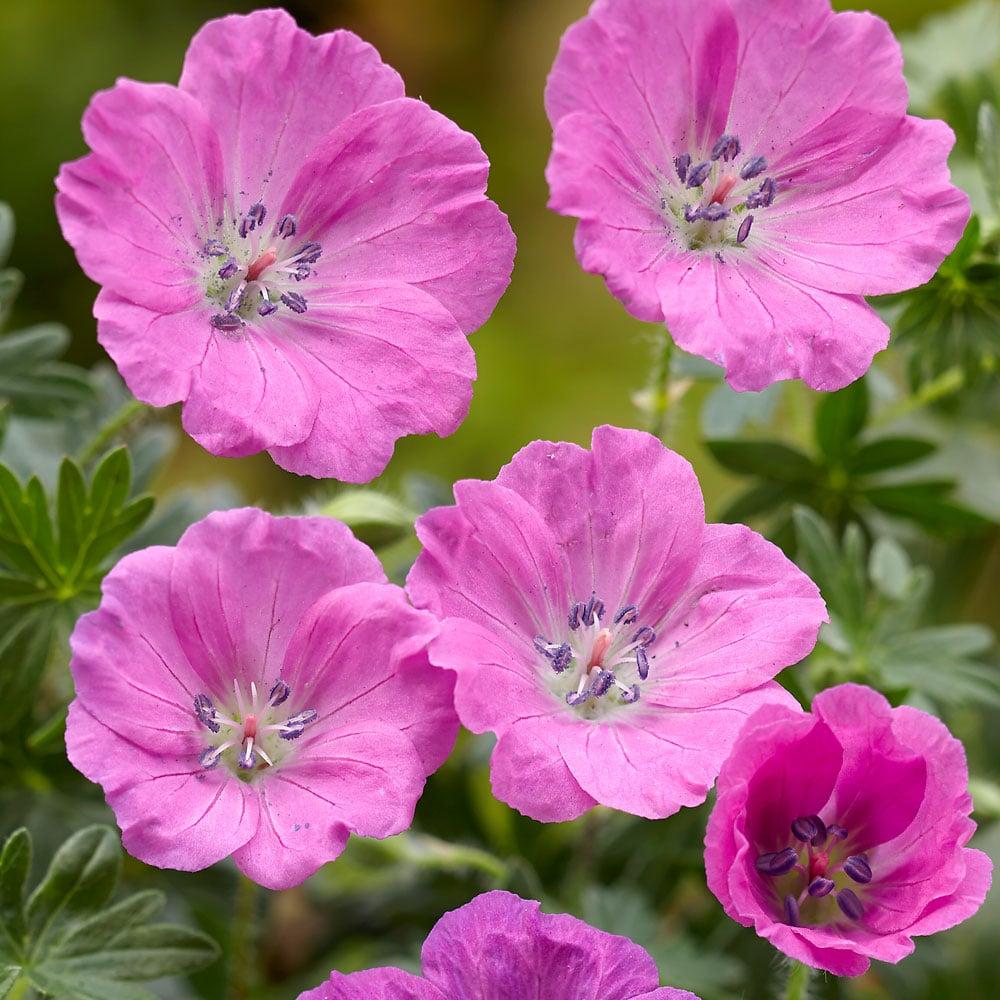 Geranium Sanguineum 'max Frei' - View 5 from www redcrocus com
