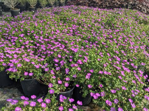 Geranium Sanguineum 'max Frei' - View 6 from www redcrocus com