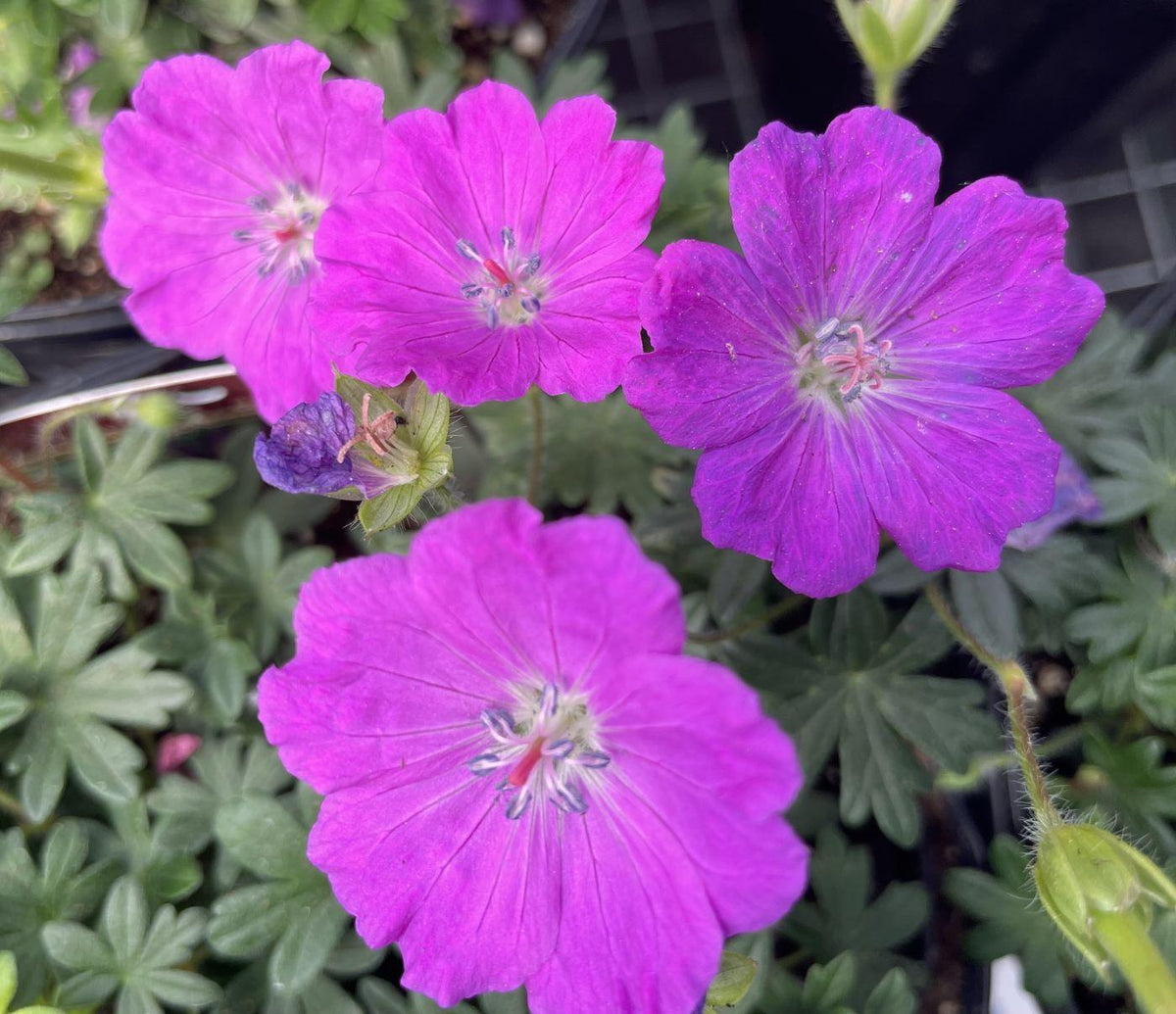 Geranium Sanguineum 'max Frei' - View 7 from www redcrocus com