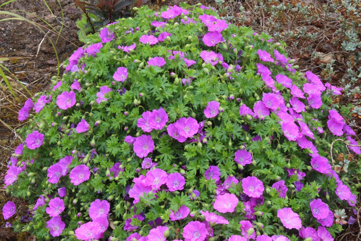 Geranium Sanguineum 'max Frei' - View 8 from www redcrocus com