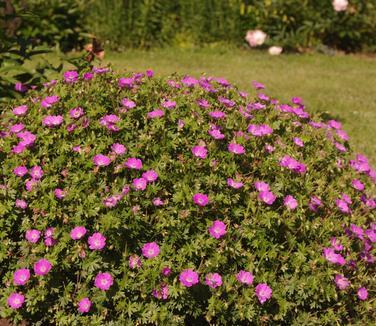 Geranium Sanguineum 'max Frei' - View 9 from www redcrocus com