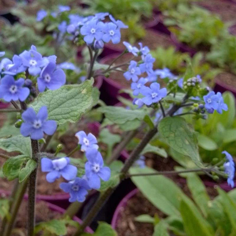 Brunnera Macrophylla Alexander S Great 10 F44bface 9549 4090 90fb B11beef6debf from www redcrocus com