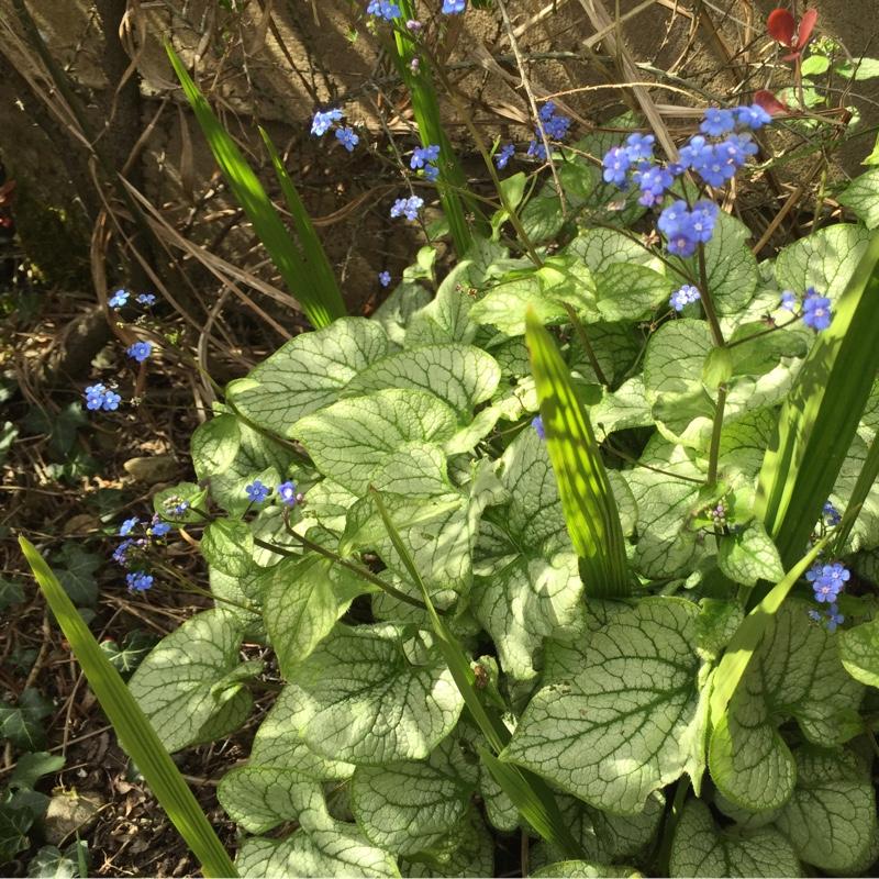 Brunnera Macrophylla Alexander S Great 12 1e94814c C965 46a0 9e8b 1424dde80066 from www redcrocus com