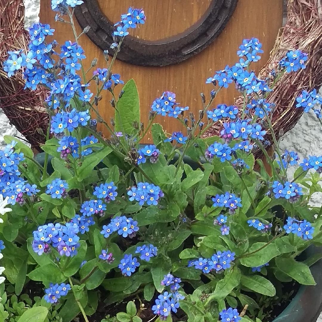 Brunnera Macrophylla Alexander S Great - View 13 from www redcrocus com