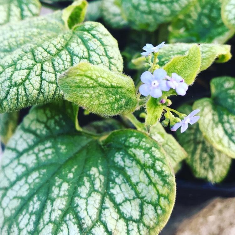 Brunnera Macrophylla Alexander S Great 14 E82b3d27 1ab9 4aab Ab6d C492b582af5d from www redcrocus com