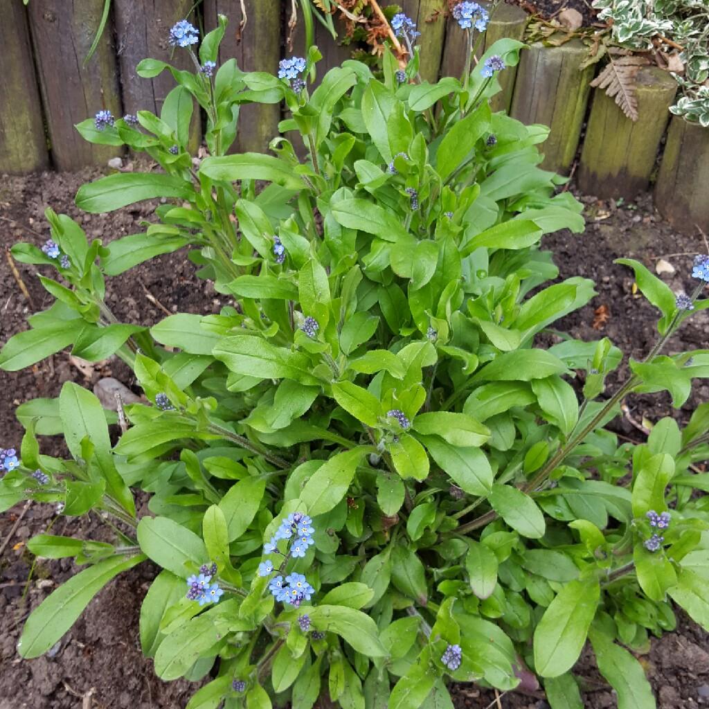 Brunnera Macrophylla Alexander S Great 16 F0223ed3 B928 4d30 8892 Ac93554bafd9 from www redcrocus com