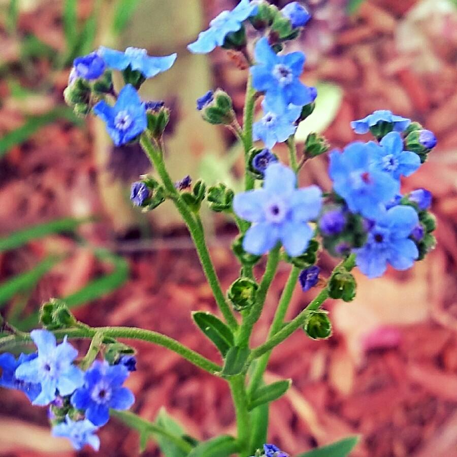 Brunnera Macrophylla Alexander S Great 17 094f749c 2484 4610 93c0 1d39fac8bf56 from www redcrocus com