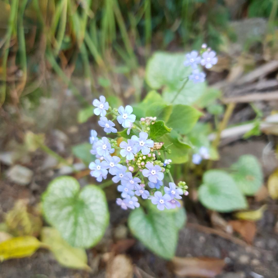 Brunnera Macrophylla Alexander S Great 18 16df6066 2c6a 4186 Aa35 87ee15937d8c from www redcrocus com