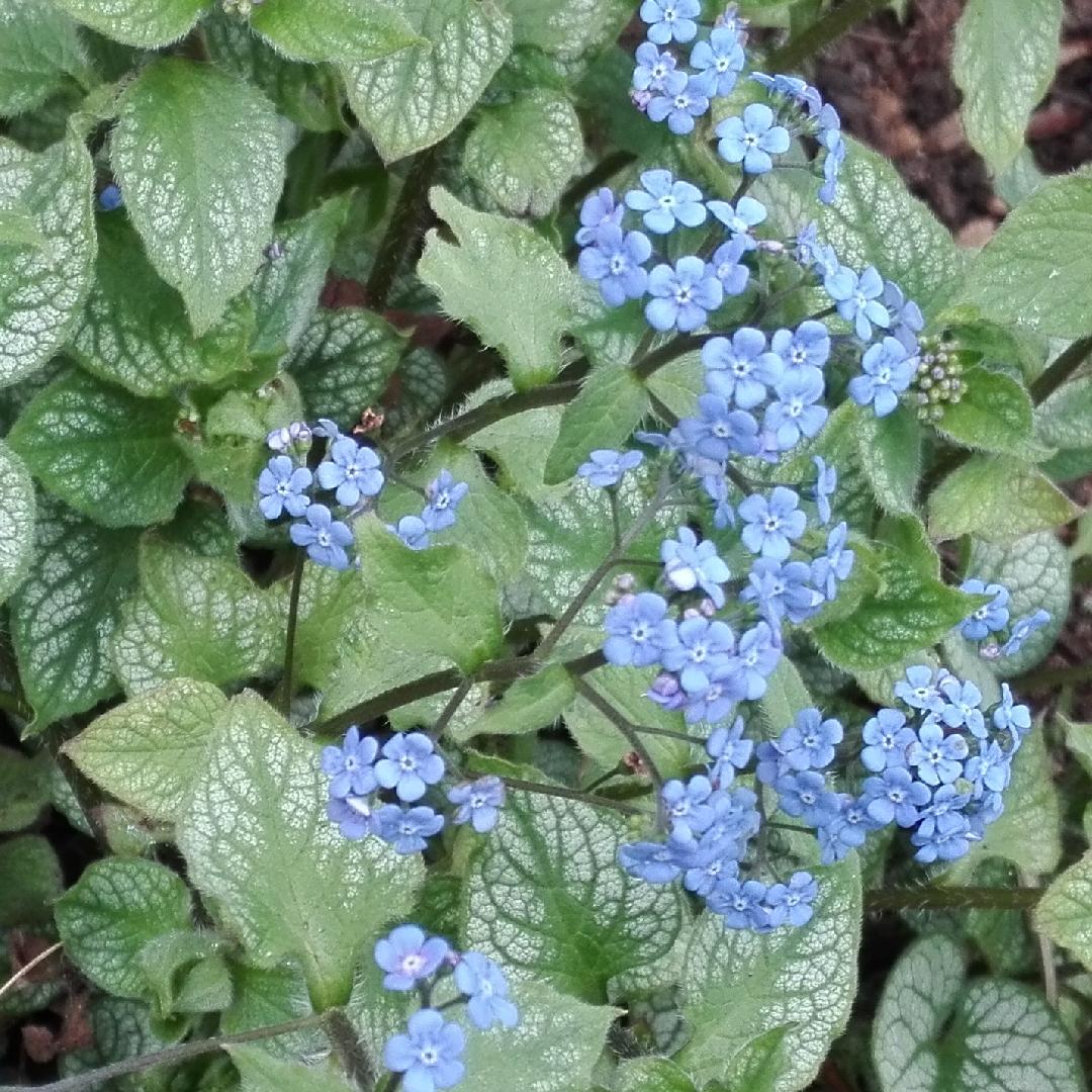 Brunnera Macrophylla Alexander S Great 1 5b450f6a C64f 4b19 B2df 8d84436798ea from www redcrocus com