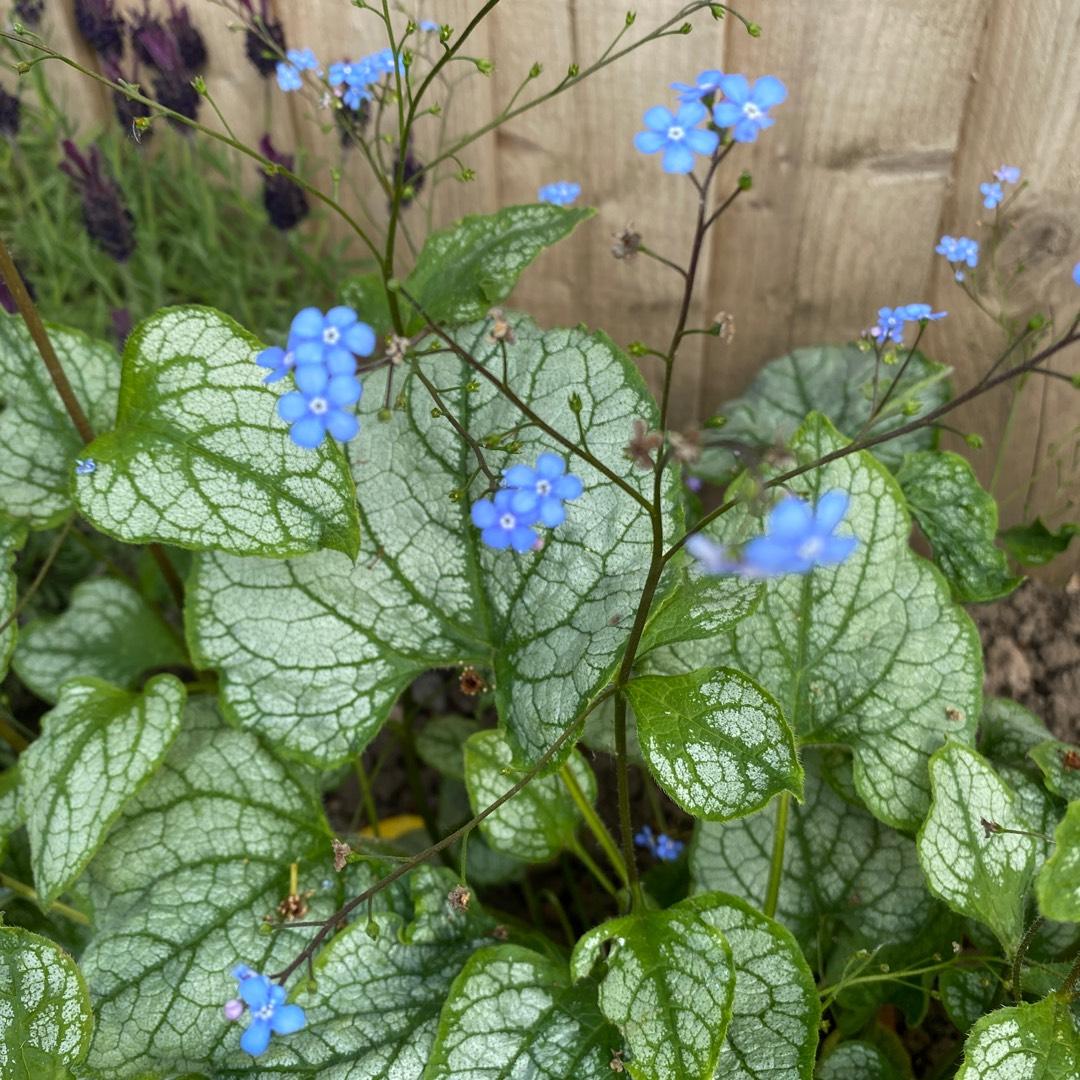 Brunnera Macrophylla Alexander S Great 3 4e8777f3 52b5 48fe 9032 05c8ec02510a from www redcrocus com
