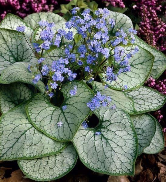 Brunnera Macrophylla Alexander S Great 4 719a58b6 6193 4062 B1b7 33abb9df353b from www redcrocus com
