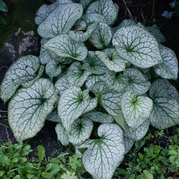 Brunnera Macrophylla Alexander S Great 5 A535de91 E9a1 4cbf 8dec Cc190cf56e3c from www redcrocus com