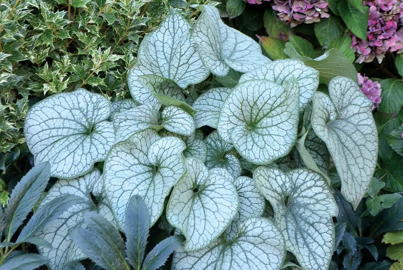 Brunnera Macrophylla Alexander S Great 6 49492efc 71cf 4687 A3d8 57cde84e1d96 from www redcrocus com