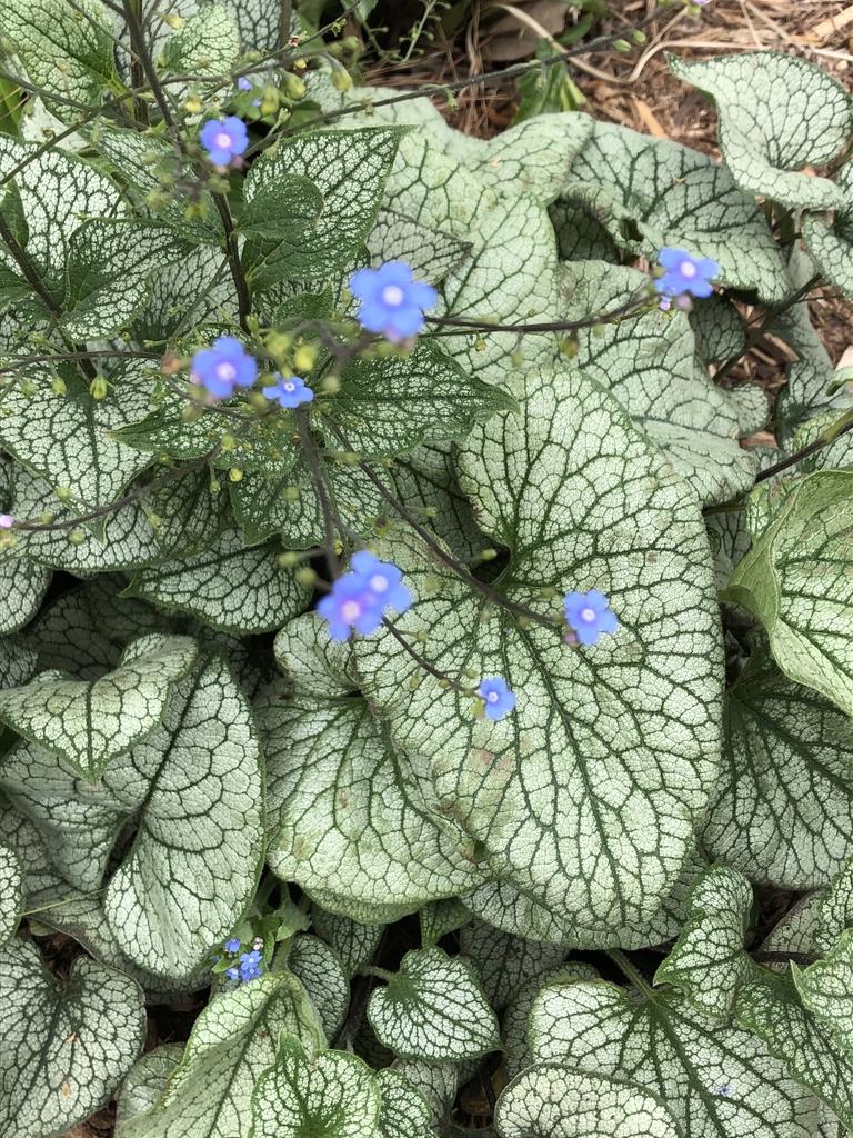 Brunnera Macrophylla Alexander S Great 7 1e5f5521 6bb1 4447 Af8b C5bcbc80cfad from www redcrocus com
