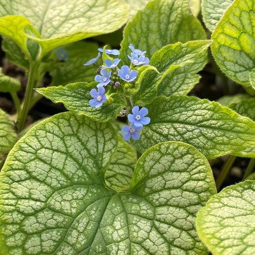 Brunnera Macrophylla Alexander S Great 8 7924aba2 48c1 428a B9ee 5f619f9daec4 from www redcrocus com